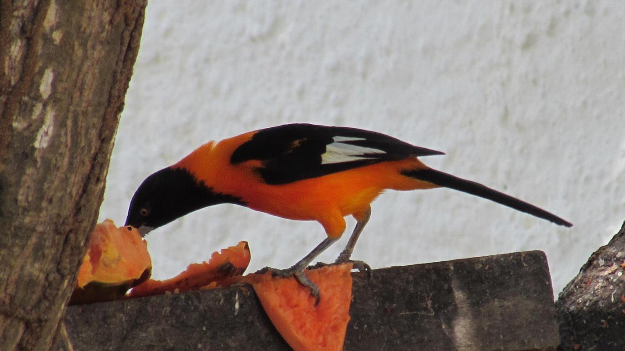 Pousada Da Lucinha Canoa Quebrada Zimmer foto